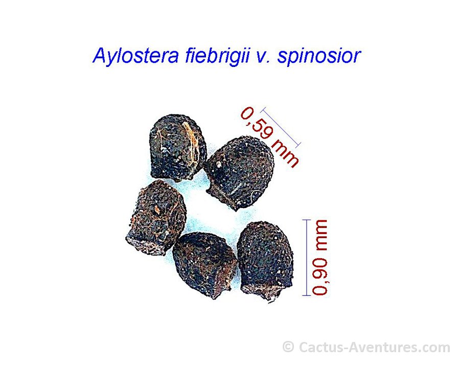 Aylostera fiebrigii v. spinosior